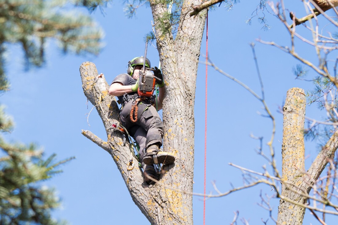 An image of Tree Removal in Eagan, MN