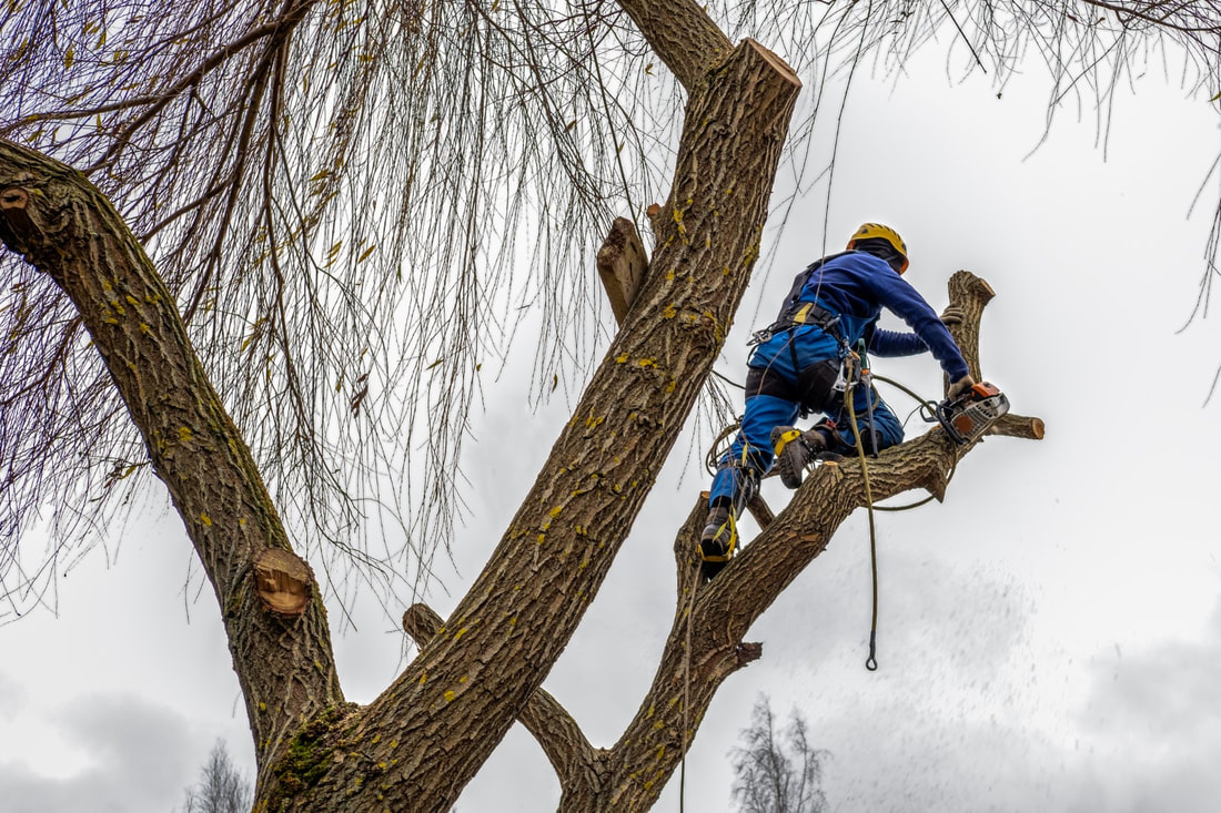 An image of Tree Services In Eagan, MN