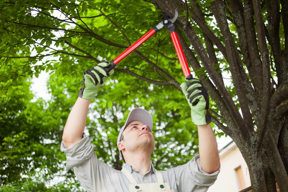 An image of Tree Trimming in Eagan, MN