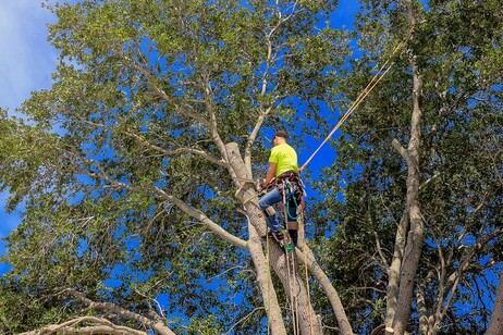 An image of Tree Services In Eagan, MN